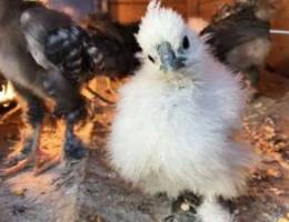 chicks for sale Silkie Brahma and others Z...