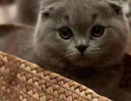 Scottish Fold [ Blue Kittens \\