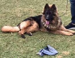 German Shepered Dog