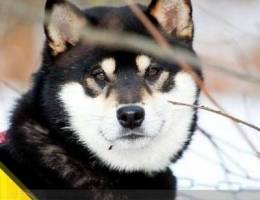 Shiba-inu, Shiba-inu! White chinchilla boy