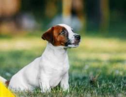 Jack Russell aron GOLDEN STAR