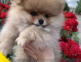 Gorgeous mini Pomeranian puppy. Boy. Age 2...