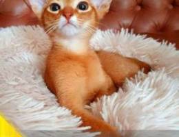 The cattery offers for sale a kitten of th...