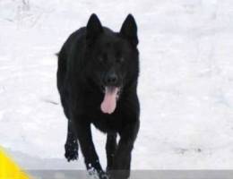 Black German Shepherds KSU