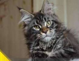 Maine Coon girl. A sea of â€‹â€‹charisma!