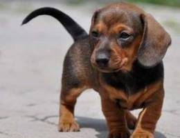 Dwarf dachshund puppies