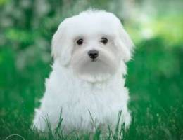 A stunning Maltese with an excellent pedig...