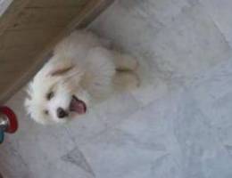 Bichon maltes male for sale ma3 kl ghrado