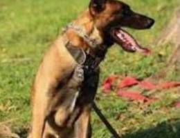 malinois female pure