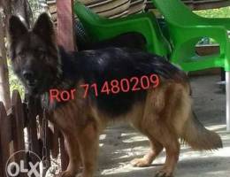 German shepherd long haer male female