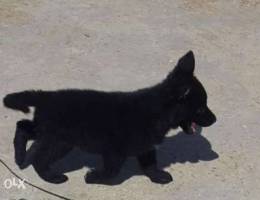 Royal black German Shepherd Puppies