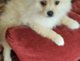 Mini pomeranian pure (real photos)