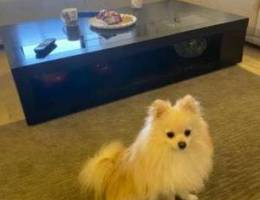 male pomeranian