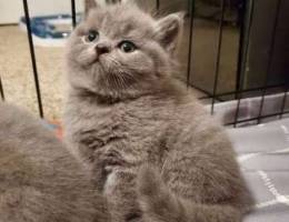 British shorthair female