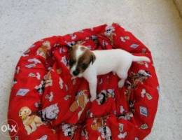 Jack russell puppy 2