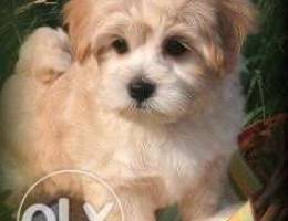 Maltipoo {CUTENESS overload ]