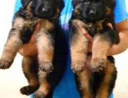 german shepherd for sale