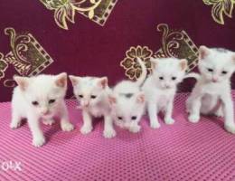 5 white kitten Ø§Ù„Ø¹Ù…Ø± Ø´Ù‡Ø±