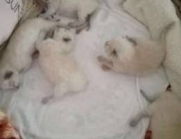 Kittens for sale.. Male female...teslim b ...