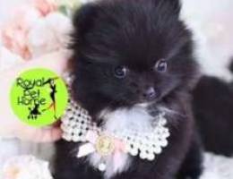 Pomeranian Blue Black Mini (Rare Pomy)'