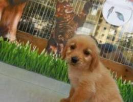 Golden retriver gold ghami2