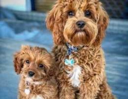 Cavapoo Puppy. IMPORTED