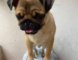 pug dog