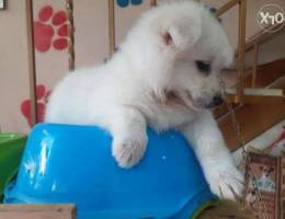 Loulou spitz full white