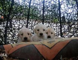 Golden retriever puppies