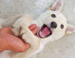 Berje swis mix golden retriever