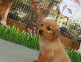 Golden retriver pure breed gold color