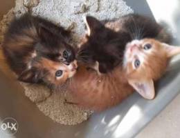 for sale cat kittens