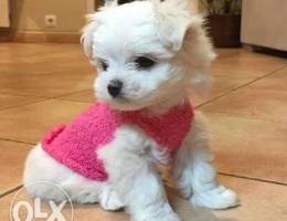 +Maltese Bichon _ Mini