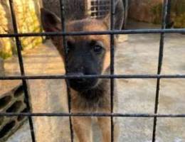 puppy berger belge malinois