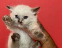 Siami cats 2 females each 100 usd