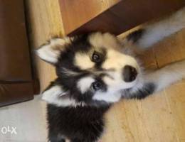 Pure husky for sale