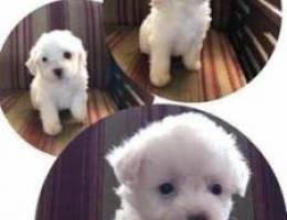 pure breed bichon