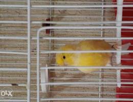 pure male lipochrome canary super jumbo 20...