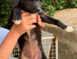 baby Labrador