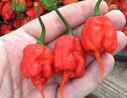 Carolina reaper Peper plant (Hottest Peper...