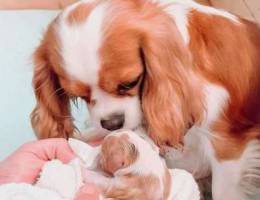 Cavalier king Charles puppies