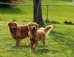 Golden retriever puppies