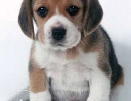 beagle