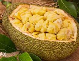 jackfruit trees from far east Ø´Ø¬Ø± Ø¬Ø§ÙƒÙØ±ÙˆØª