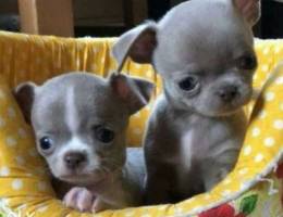 Chihuahua puppies