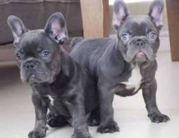 French bulldog