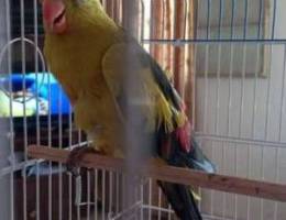 Parrot for sale