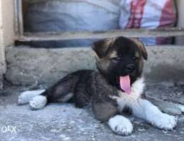 male akita