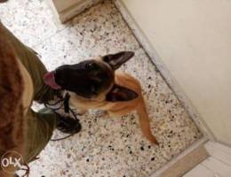 Malinois for sale