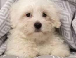 Maltese Mini SIZEEE